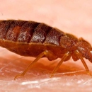 Valor Pest Solutions - Insecticides