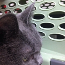 East Wake Animal Hospital - Pet Services