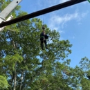 Addison Tree Care LLC - Tree Service