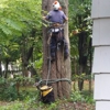 JW Tree Service gallery