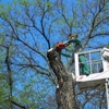 McKee Tree Service gallery