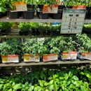 Nelson Family Farms - Nurseries-Plants & Trees