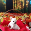 French Bulldog Florida Le Pup Joli. gallery