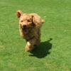 Doggie Lama gallery