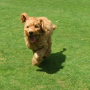 Doggie Lama - Pet Boarding & Kennels