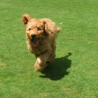 Doggie Lama