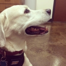 South Park Animal Hospital - Pet Services