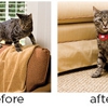 Invisible Fence Brand by Boundaries for Pets gallery