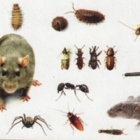 Five Boroughs Pest Control