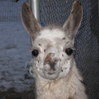 Peaceable Kingdom Petting Zoos