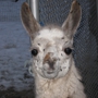 Peaceable Kingdom Petting Zoos