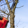 Robertson Tree Service gallery