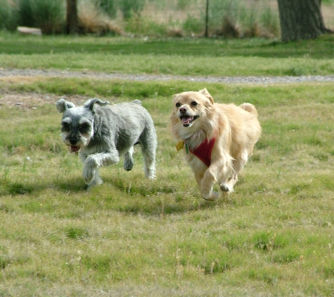 The Canine Bungalow - Los Lunas, NM