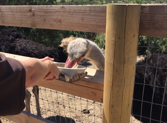 Ostrich Land - Solvang, CA. You get to feed them