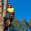 Franco's Tree Service - Tree Service