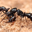 24 Hour Exterminating - Pest Control Services