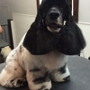 The Pet Barber gallery