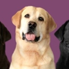 Plumtree Labradors gallery