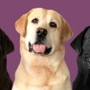 Plumtree Labradors