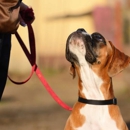 Dog Trainer College - Pet Training