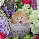 Doll Face Persian Kittens - Pet Breeders