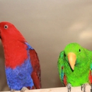 Soley Solomon Aviaries - Pet Stores