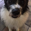 Lost Key Animal Clinic - Veterinarians