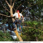 J and M Tree services