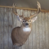 Ridgerunner Taxidermy gallery