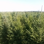 Bengtson Christmas Tree Farm