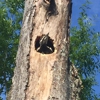 Hamilton Tree Service gallery