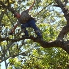 TNT Tree Service