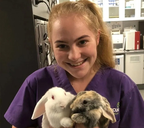 PetFocus Vetcare - Lavington, NSW