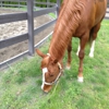 Hayes Equestrian Center gallery