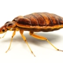 Texas Bugs Or Us Bed Bug Exterminator