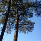 Thompson Tree Climbers and Landscape