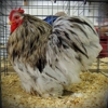 Funky Feathers Fancy Poultry Farm gallery