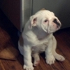 B & B K 9 Kennels gallery