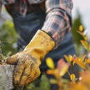Green View Tree Service - Tree Service