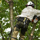 Falkinburg Tree Expert Co. - Tree Service