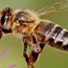 Bee Removal - Santa Barbara Bee Company gallery