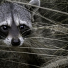 Global Rodent & Wildlife gallery