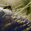Amazing Pest Control gallery