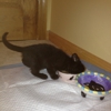 St Georges Veterinary Hospital gallery