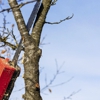 Nassau Tree Service gallery