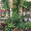 Fancy Plants gallery