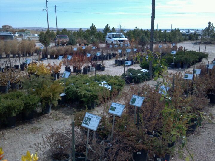 Heidrich's Colorado Tree Farm Nursery 7440 Templeton Gap Rd, Colorado ...