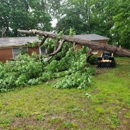 Junior Loye Tree Service - Tree Service