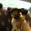 A Dog's Tale gallery