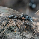 Grace Pest Management, Inc. - Pest Control Equipment & Supplies